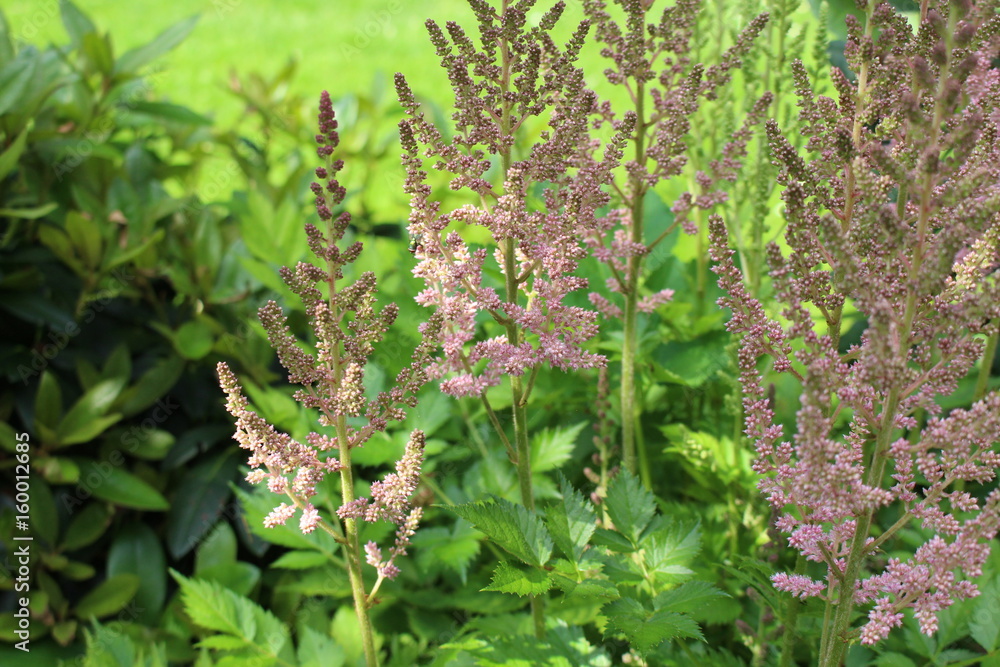 Blüte 5 Blüte 5