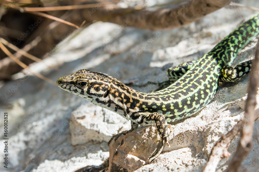 Naklejka premium Tyrrhenian wall lizard, Podarcis tiliguerta, Sardinia