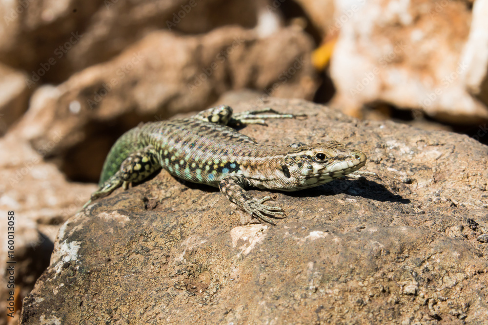 Tyrrhenian wall lizard, Podarcis tiliguerta, Sardinia Tyrrhenian wall lizard, Podarcis tiliguerta, Sardinia