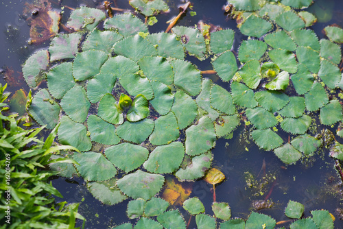 Fotografie Water chestnut (caltrop) plant with green leaves in the water
