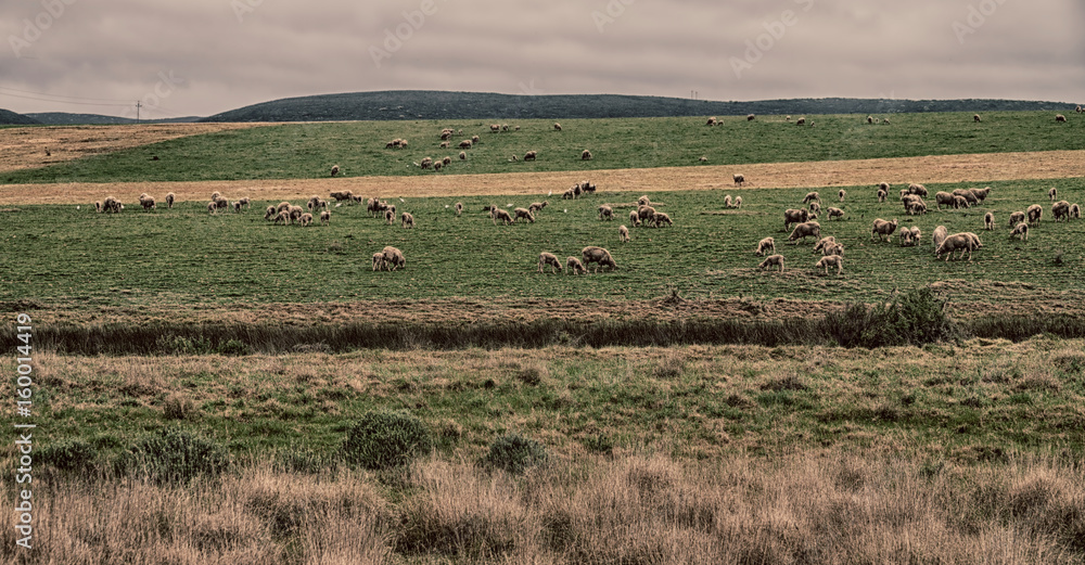 in south africa plant land bush and sheep in south africa plant land bush and sheep