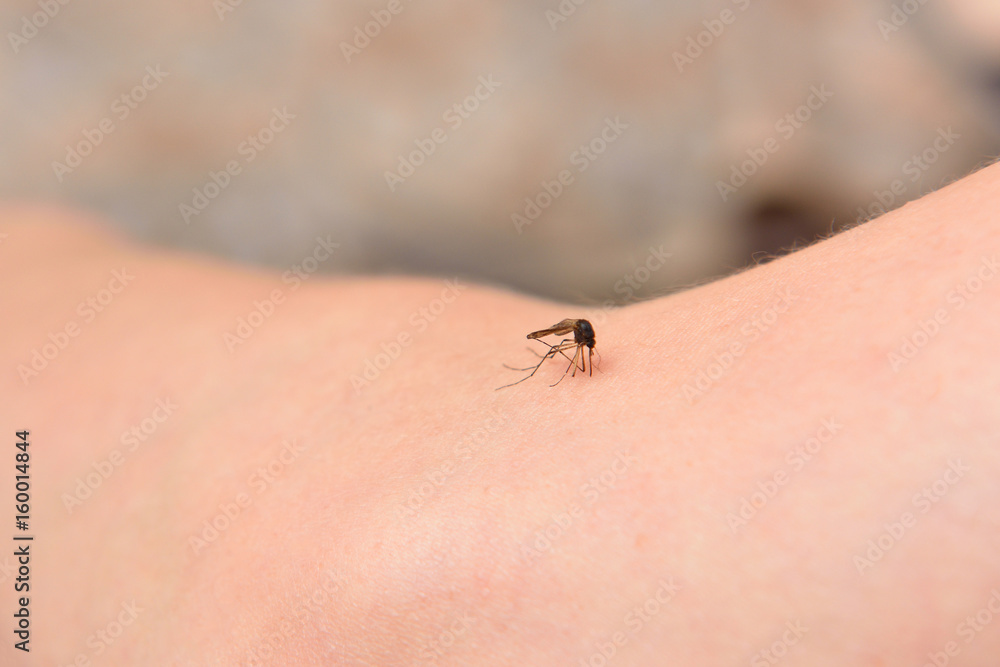 A large mosquito drinks human blood