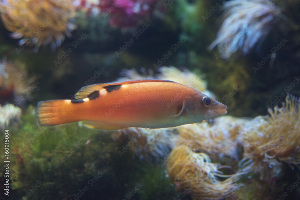 Tropical fish. Tropical fish.