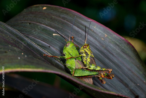 Male and female Asian Short-winged Green Grasshopper (Arthropoda: Orthoptera: Acrididae: Gomphocerinae: Orphulellini: Dichromorpha viridis) with red hind leg mating make love on a leaf, from Malaysia  photo