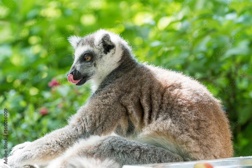 Lemur from Madagascar Lemur from Madagascar