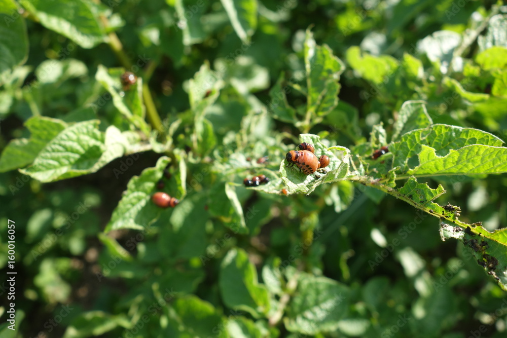 Colorado beetles larvae feeding on the potato leaf Colorado beetles larvae feeding on the potato leaf
