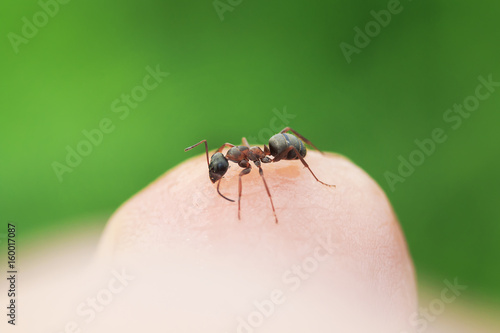  little ant crawling on the finger of the human hand in the summer