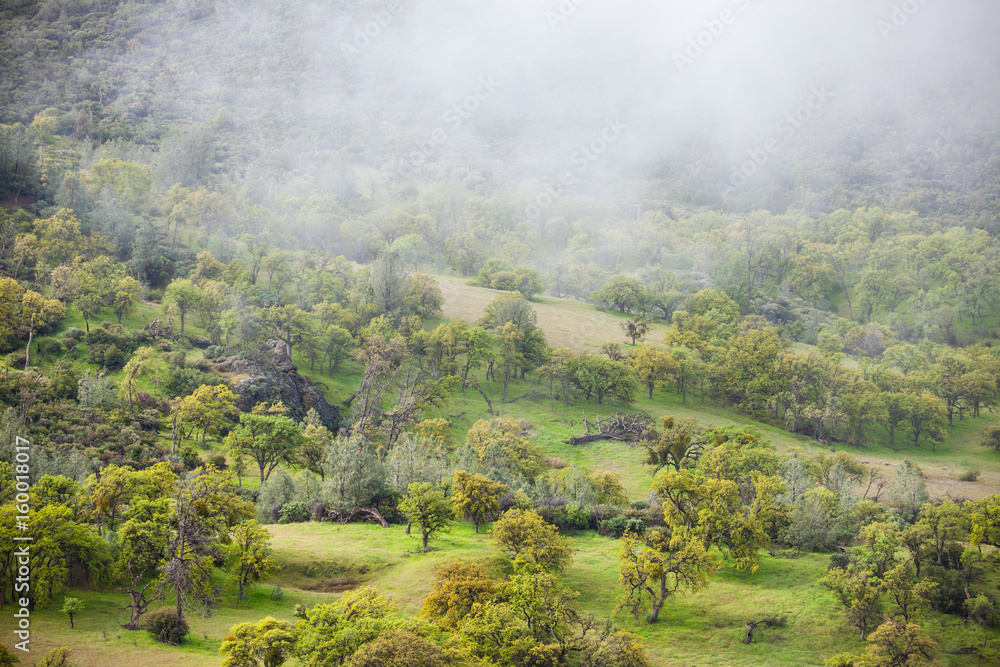 Φωτογραφία valley of mixed oak and conifer trees with fog, Figueroa Mountain, near Santa Ba