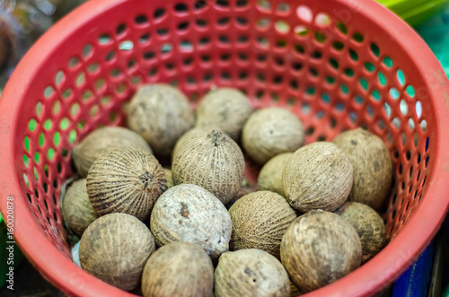 Forest onion (Scorodocarpus Borneensis Becc) only can be found in tropical forest. it smell like garlic.traditionally use for diabetes patient in Malaysia photo