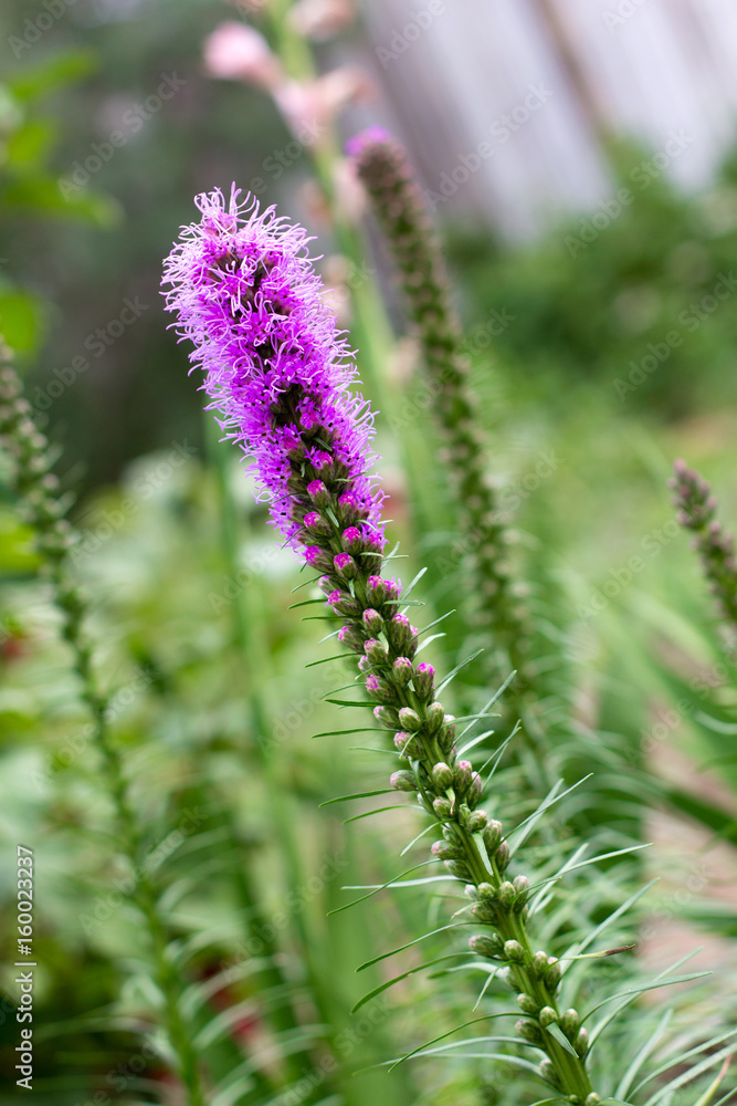 Liatris flower