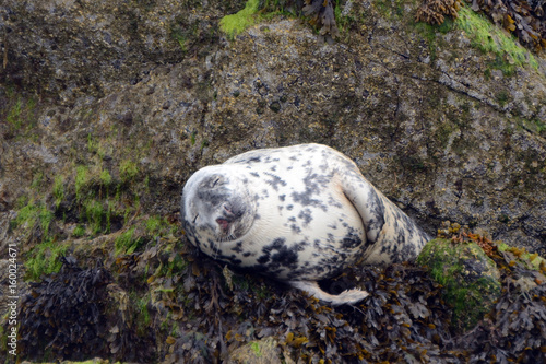 Fototapeta Naklejka Na Ścianę i Meble -  Grey seal, Firth of Forth, Scotland