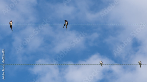 Swallows (Hirundo rustica) on telephone wires. Flock of birds in the family Hirundinidae resting on cables in front of blue sky in the British summer