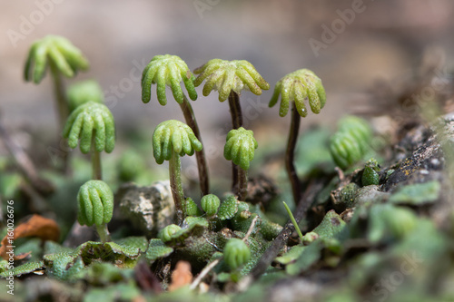 Marchantia polymorpha liverwort gametospores. Marchantia polymorpha liverwort gametospores