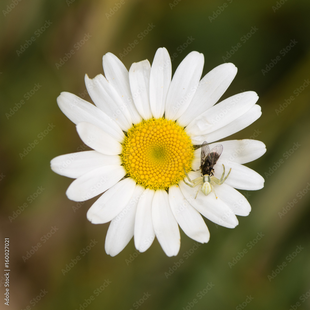 Misumena vatia crab spider with fly on daisy. Camouflaged arachnid holding prey on ox-eye daisy (Leucanthemum vulgare), in the family Asteraceae Misumena vatia crab spider with fly on daisy. Camouflaged arachnid holding prey on ox-eye daisy (Leucanthemum vulgare), in the family Asteraceae