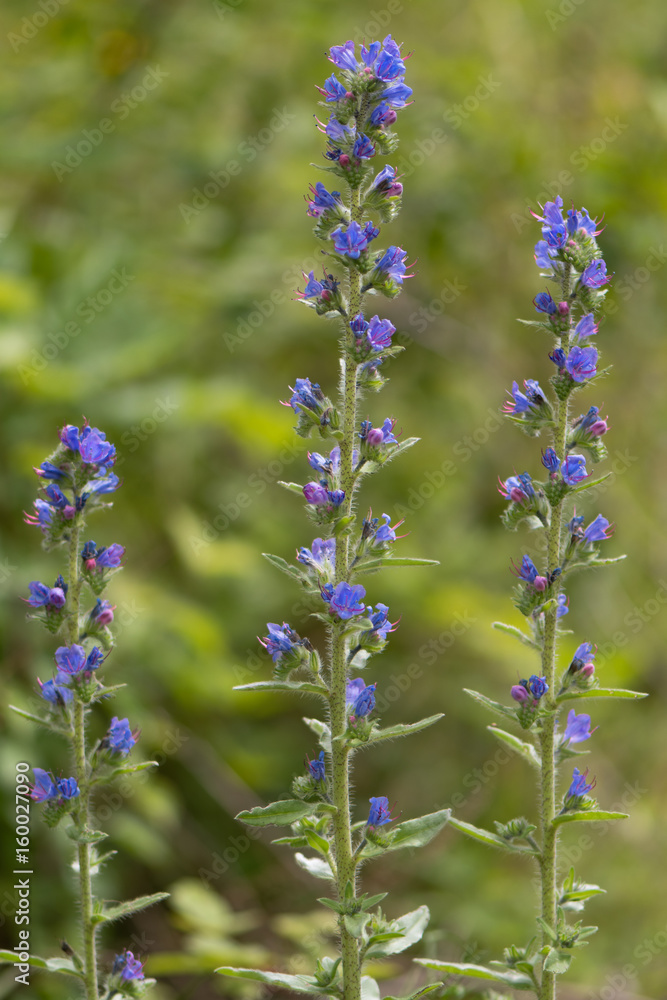 Obraz premium Viper's bugloss (Echium vulgare) plants in flower. Blue flowers on a coarsely hairy plants growing on British calcareous grassland, in the family Boraginaceae