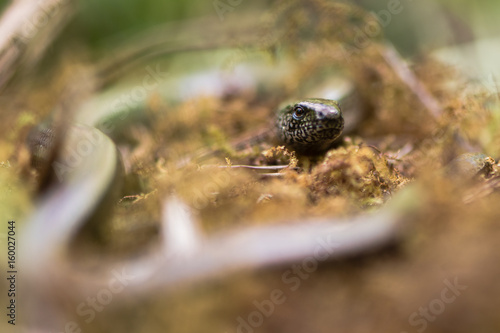 Slow worm (Anguis fragilis) head and eye. A legless lizard in the family Anguidae, with shallow depth of field on eye