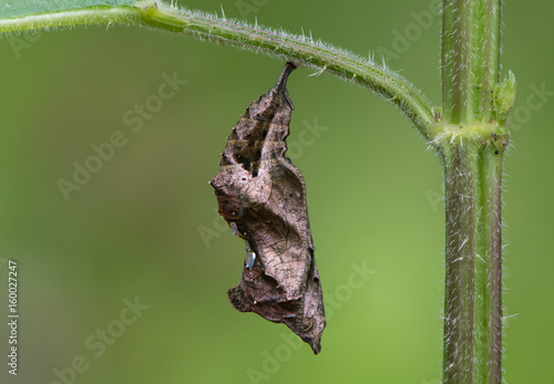 Obraz na plátně Comma butterfly (Polygonia c-album) pupa side