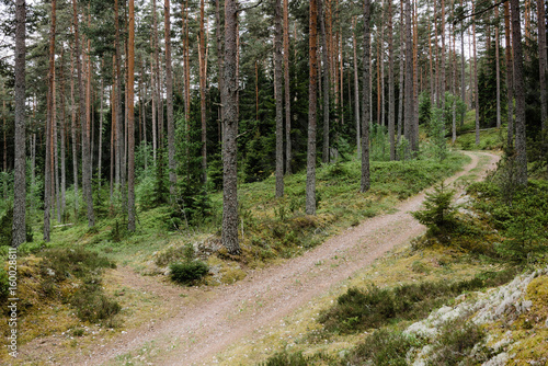 Path in green fir and pine forest.
