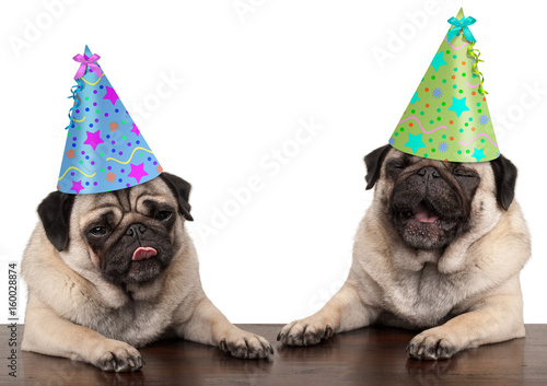 Photography adorable cute pug dog puppies singing and wearing  birthday hat, isolated on whi