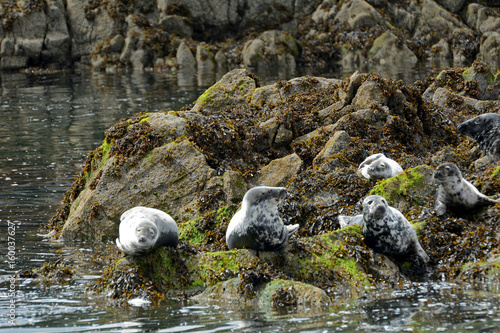 Grey seals, Firth of Forth, Scotland