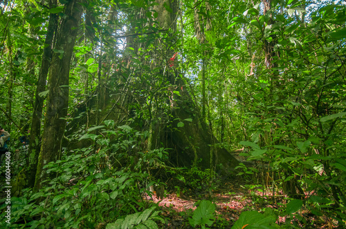Inside of the amazonian Jungle  surrounding of dense vegetation in the Cuyabeno National Park  South America Ecuador