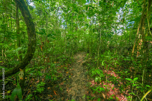 Inside of the amazonian Jungle  surrounding of dense vegetation in the Cuyabeno National Park  South America Ecuador