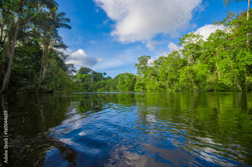 Dense vegetation on Cuyabeno river inside of the amazon rainforest in Cuyabeno Wildlife Reserve National Park  South America Ecuador