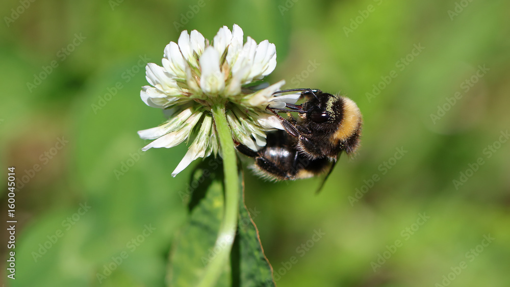 Abeja polinizando Abeja polinizando