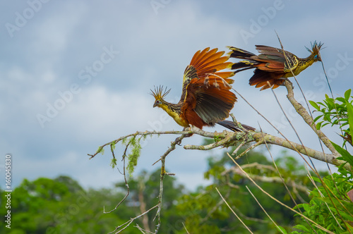 Group of hoatzins, episthocomus hoazin, endemic bird sitting on a branch inside the amazon rainforest in Cuyabeno National Park, in Ecuador photo