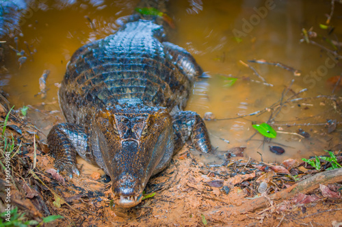 Caiman in the muddy water on the bank of the Cuyabeno River, Cuyabeno Wildlife Reserve, Ecuador photo