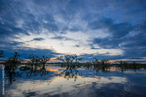 Sunset silhouetting a flooded jungle in Laguna Grande  in the Cuyabeno Wildlife Reserve  Amazon Basin  Ecuador