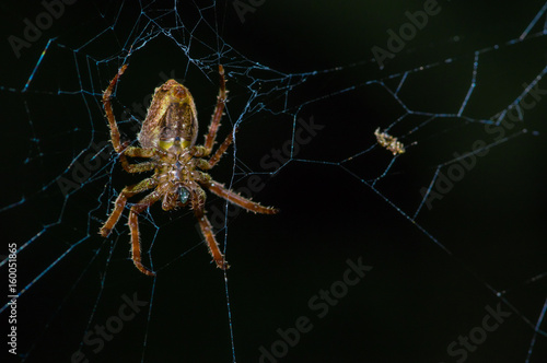 Spider suspended over his spider web inside of the Cuyabeno National Park, in Ecuador photo