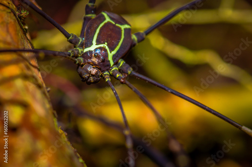 Colorful spider inside of the Cuyabeno National Park, in Ecuador photo