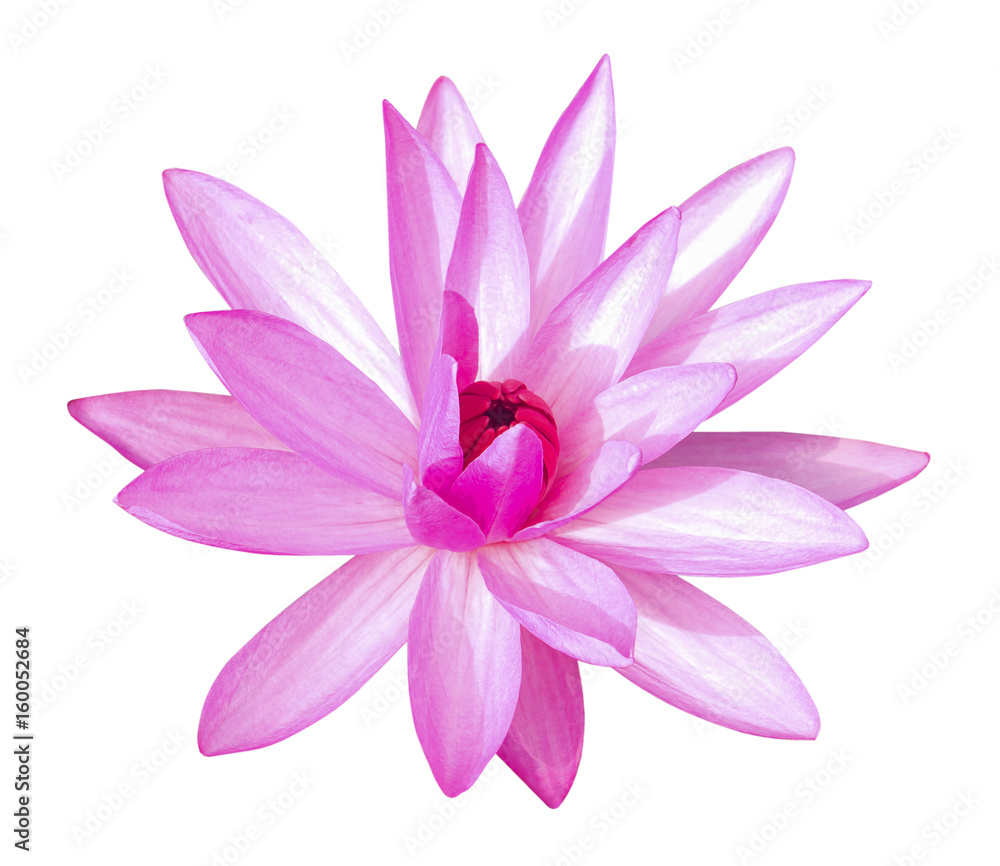 Pink Lotus isolated on white background.
