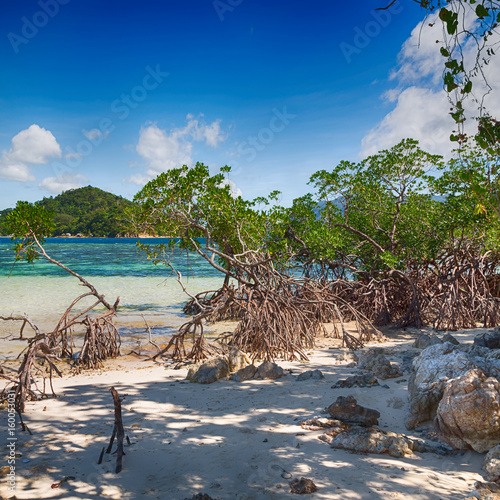 in the beautiful  island cosatline and tree photo