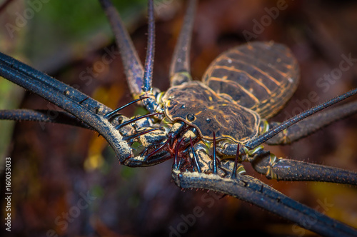 Close up of a whip Scorpion walking toward viewer through dry leafs, whip Scorpion amblypygi inside of the forest in Cuyabeno National Park, in Ecuador photo