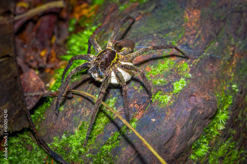 A large spider carrying below her a white bag of eggs, inside of the forest in Cuyabeno National Park, in Ecuador