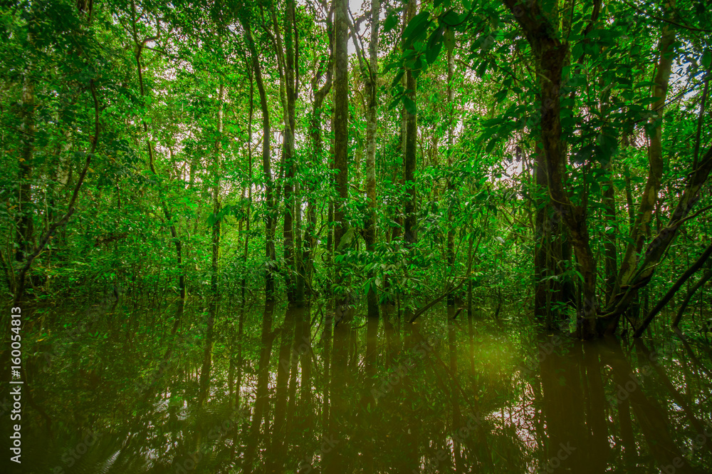 Dense vegetation on Cuyabeno river inside of the amazon rainforest in Cuyabeno Wildlife Reserve National Park, South America Ecuador