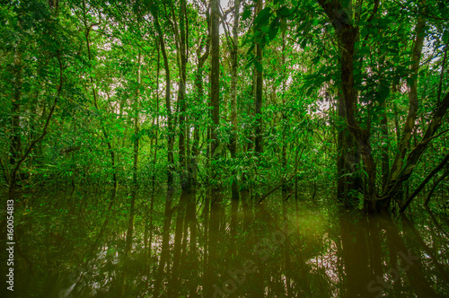 Fototapeta Naklejka Na Ścianę i Meble -  Dense vegetation on Cuyabeno river inside of the amazon rainforest in Cuyabeno Wildlife Reserve National Park, South America Ecuador
