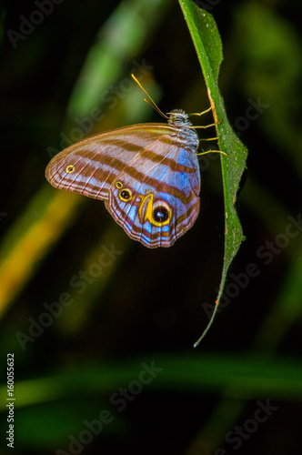 Giant Caligo Oileus Butterfly, the owl butterfly, Amazonian rainforest, in Cuyabeno National Park in South America Ecuador