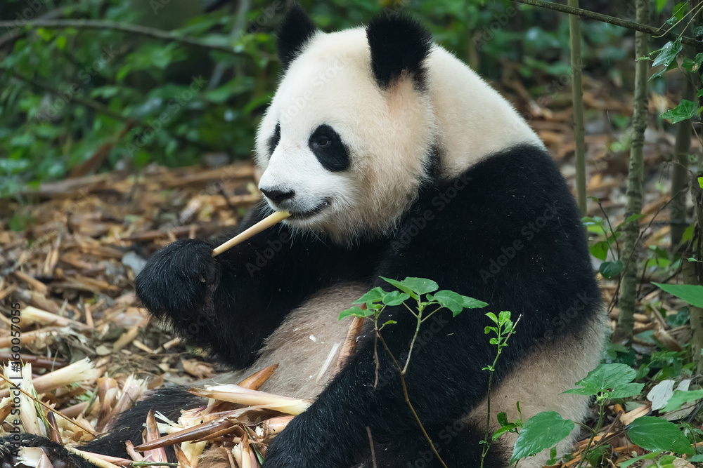 Fototapeta premium giant panda eating bamboo