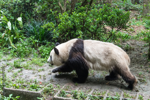 Fototapeta Naklejka Na Ścianę i Meble -  giant panda in chengdu wild zoo