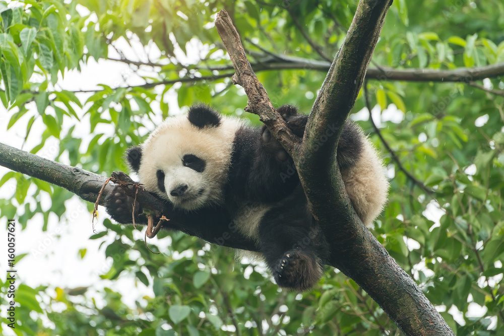 Fototapeta premium Giant panda baby nad drzewem.