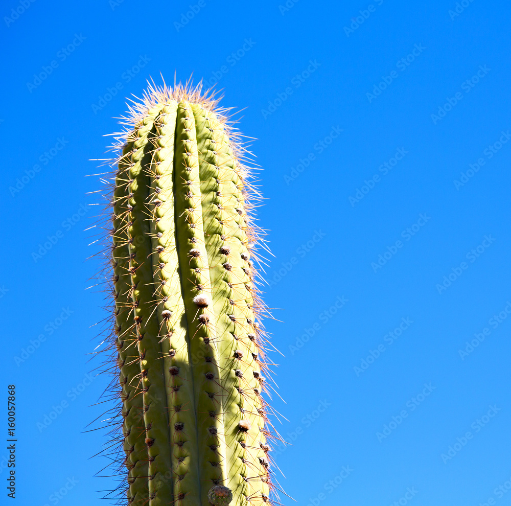 abstract leaf of cactus plant and light abstract leaf of cactus plant and light