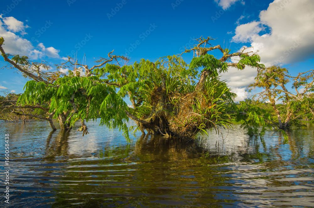 Obraz premium Water trees found in tropical and subtropical tidal areas, Cuyabeno Wildlife Reserve National Park, in Ecuador, in a sunny day