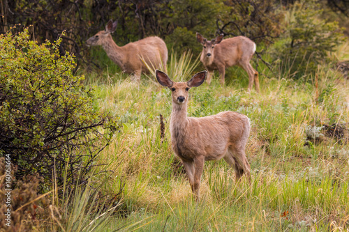 Fototapeta Naklejka Na Ścianę i Meble -  Beautiful Mule Deer Herd