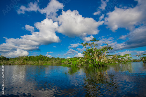 Water trees found in tropical and subtropical tidal areas, Cuyabeno Wildlife Reserve National Park, in Ecuador, in a sunny day