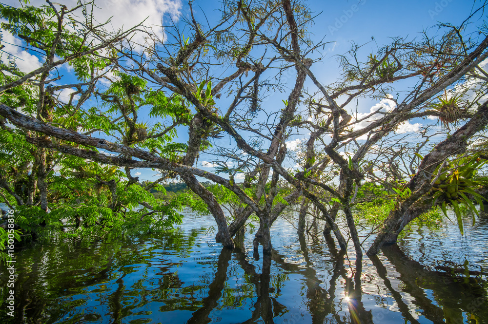Water trees found in tropical and subtropical tidal areas, Cuyabeno Wildlife Reserve National Park, in Ecuador, in a sunny day Water trees found in tropical and subtropical tidal areas, Cuyabeno Wildlife Reserve National Park, in Ecuador, in a sunny day