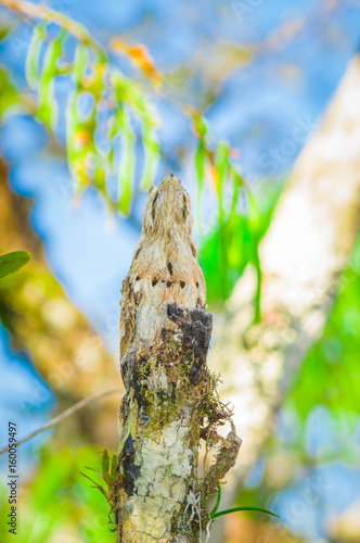 Juvenile Great Potoo of Nyctibius grandis bird, in the Cuyabeno Wildlife Reserve, Amazon Basin, Ecuador