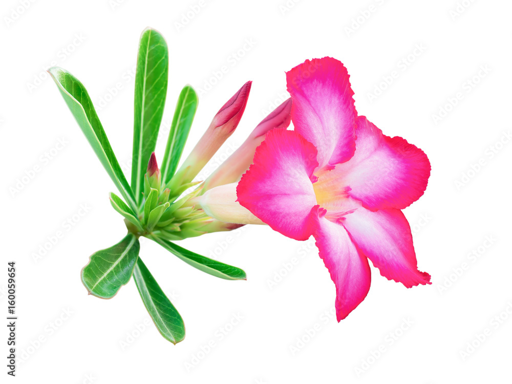Fototapeta premium beautiful fresh red Azalea flowers isolated on white